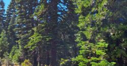 Prime Off Grid Mountain Property